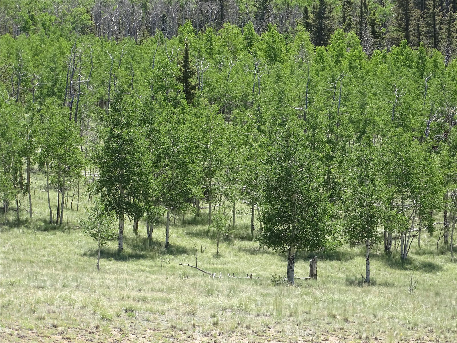 782 Bow String Road Como, CO 80456 - Photo 21 of 22