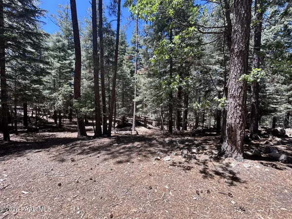 a view of a forest with trees