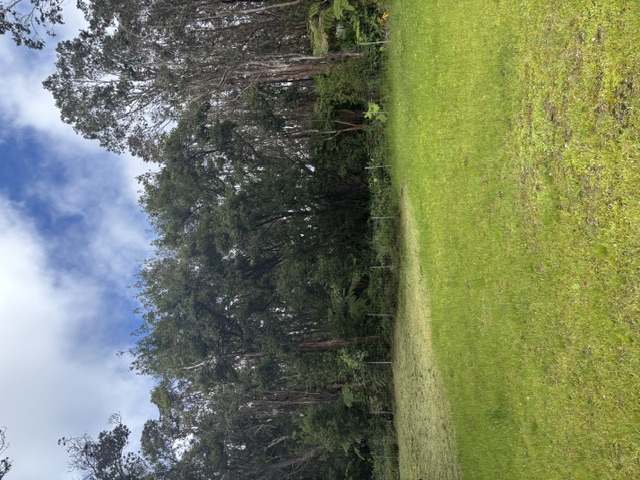 3 Haunani Road Volcano, HI 96785 - Photo 9 of 27 Gallery Image 9