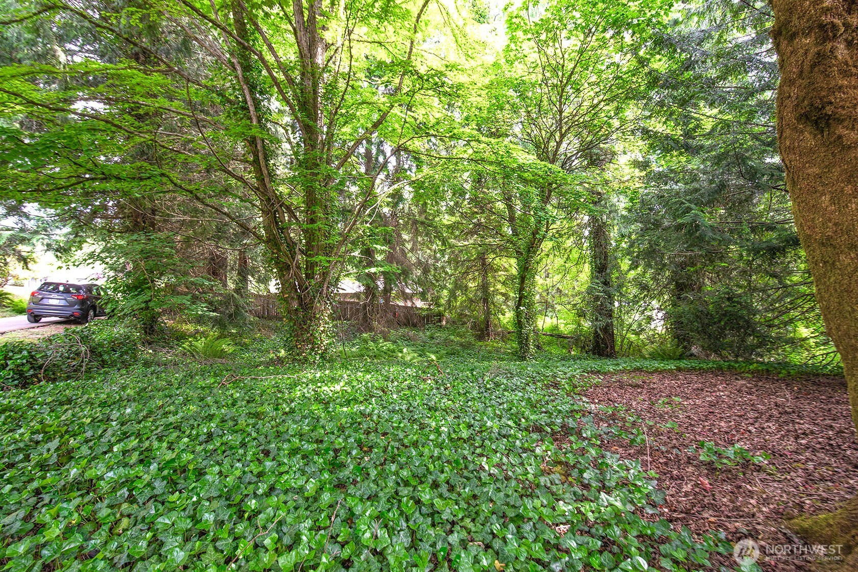20115 49th Drive Southeast Bothell, WA 98012 - Photo 10 of 35 a view of a lush green forest