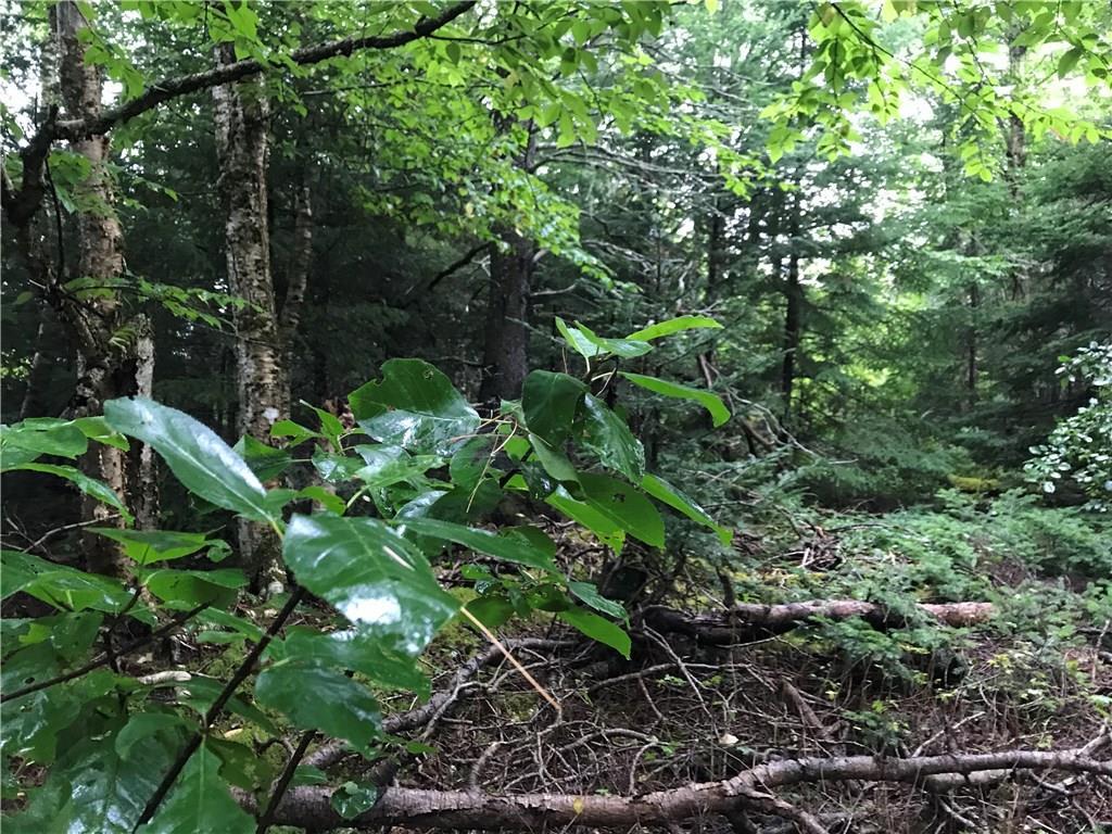 Xx Shore Road Perry, ME 04667 - Photo 32 of 77 Another view of the undergrowth on...