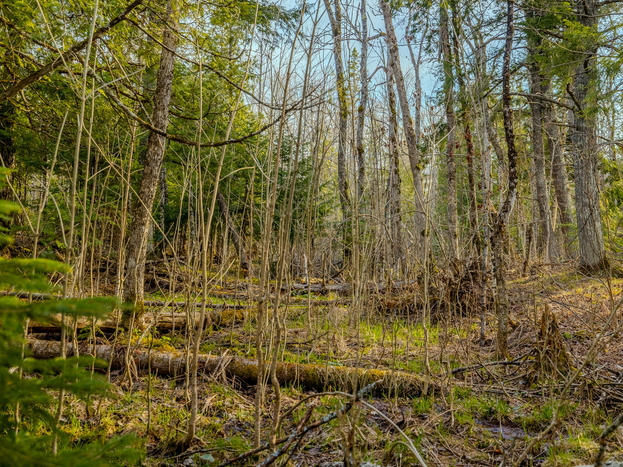 Lot 5 Horoscope Road Pelkie, MI 49958 - Photo 10 of 14 048A2231-HDR