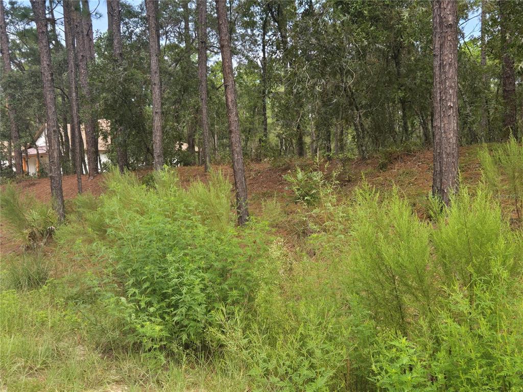 Southwest 76th Lane Dunnellon, FL 34432 - Photo 10 of 14 Gallery Image 10