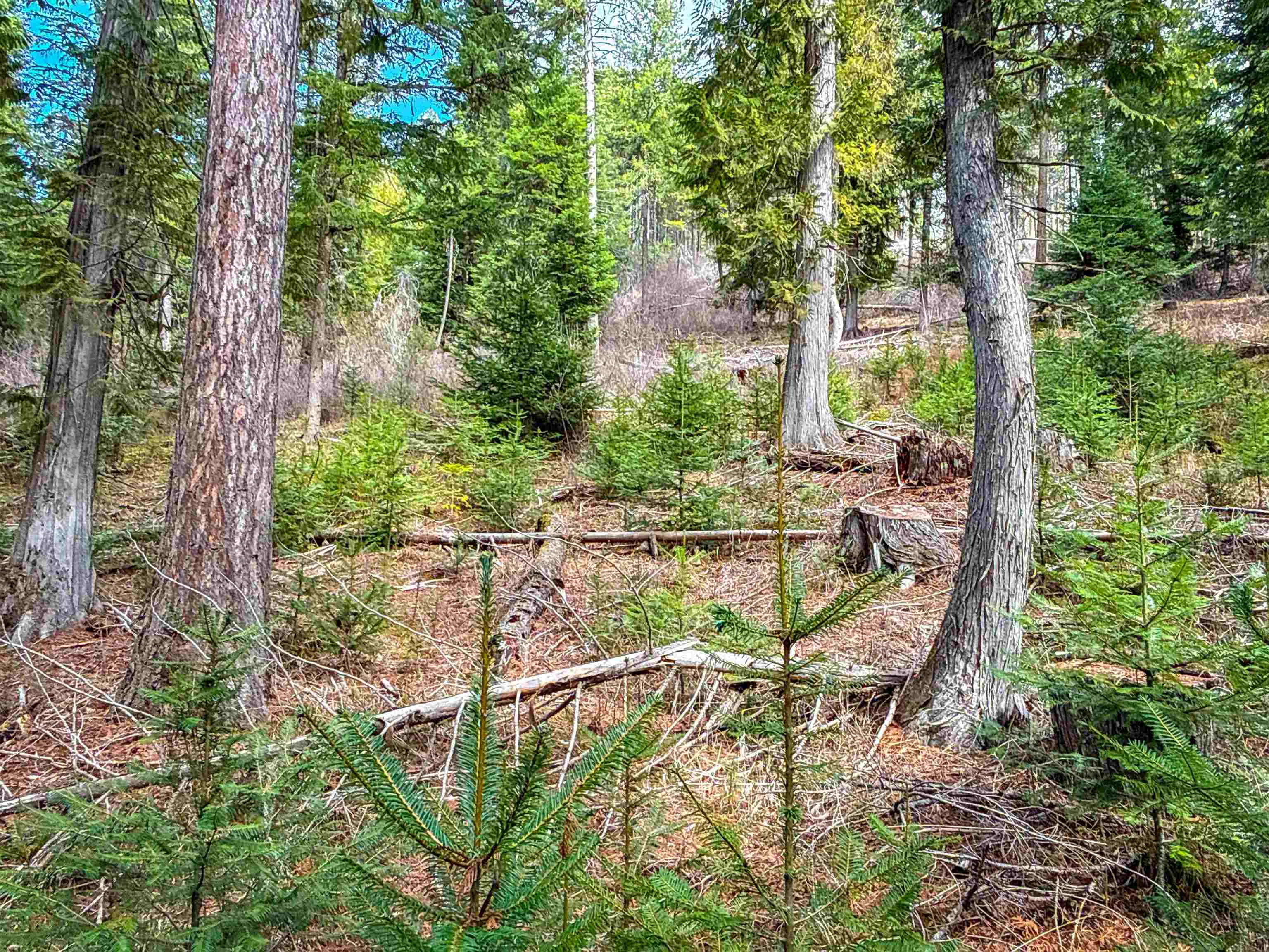 Nka Best Chance Road Usk, WA 99180 - Photo 20 of 40