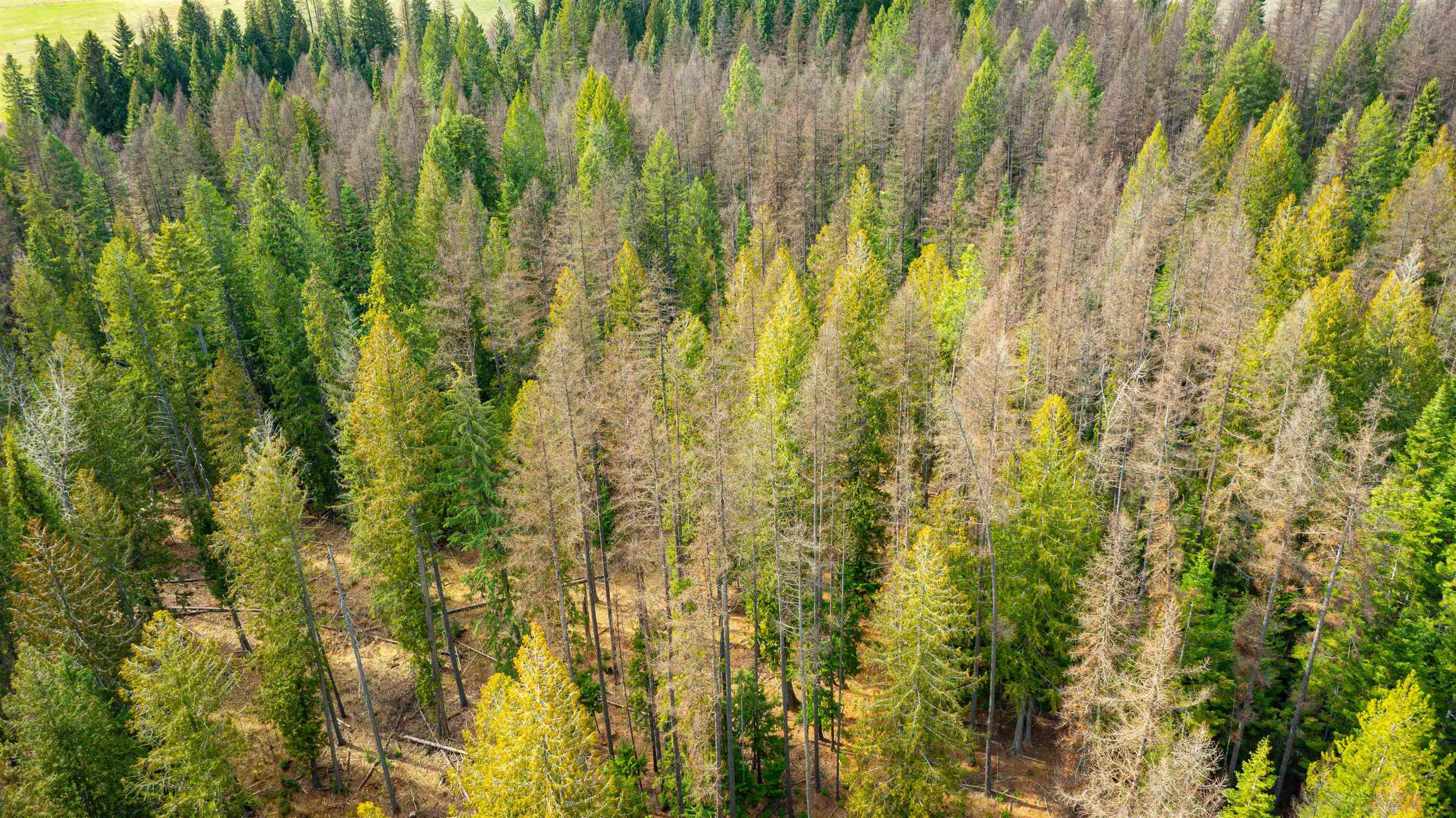 Nka Best Chance Road Usk, WA 99180 - Photo 33 of 40