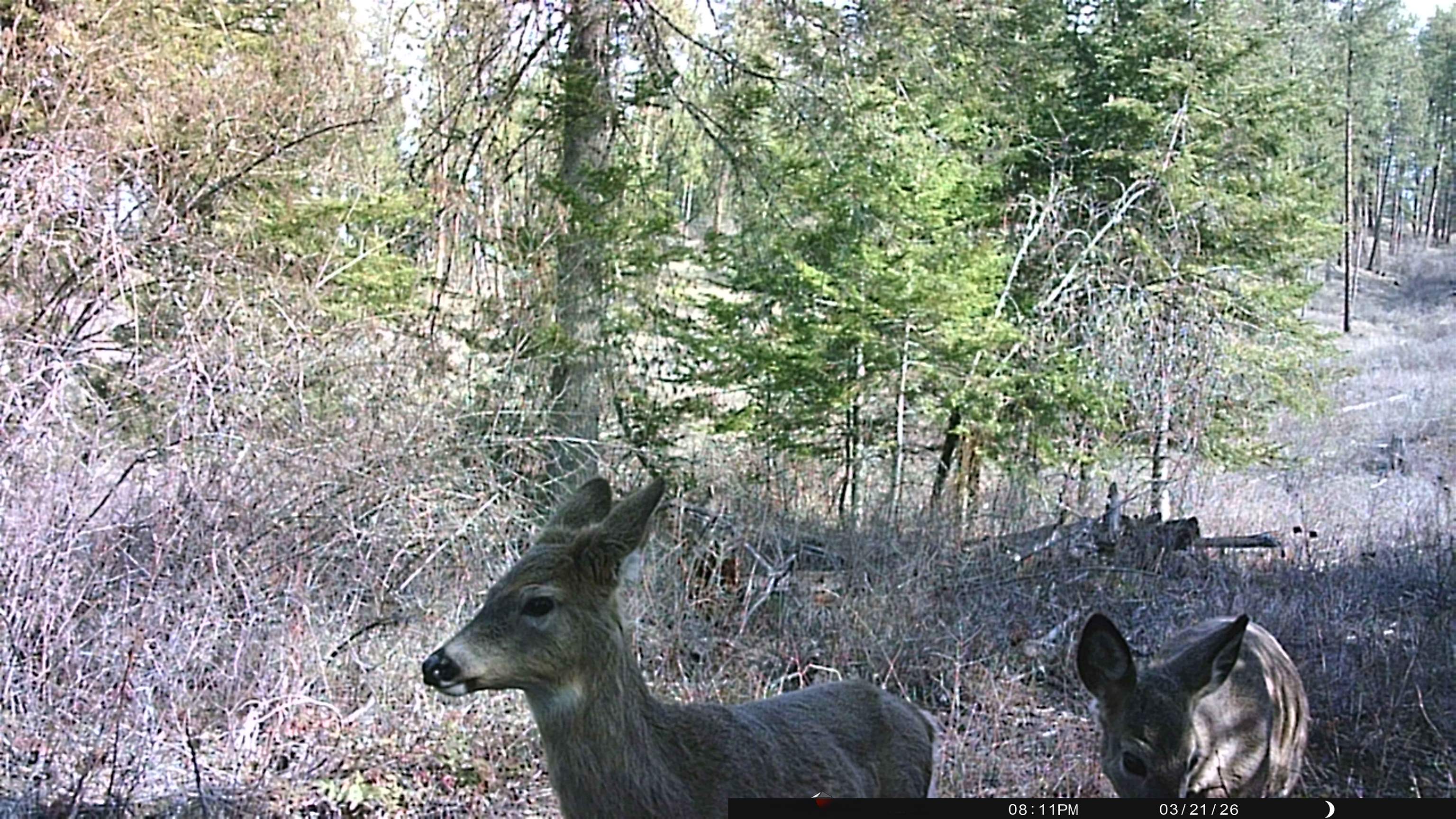 Nka Best Chance Road Usk, WA 99180 - Photo 36 of 40