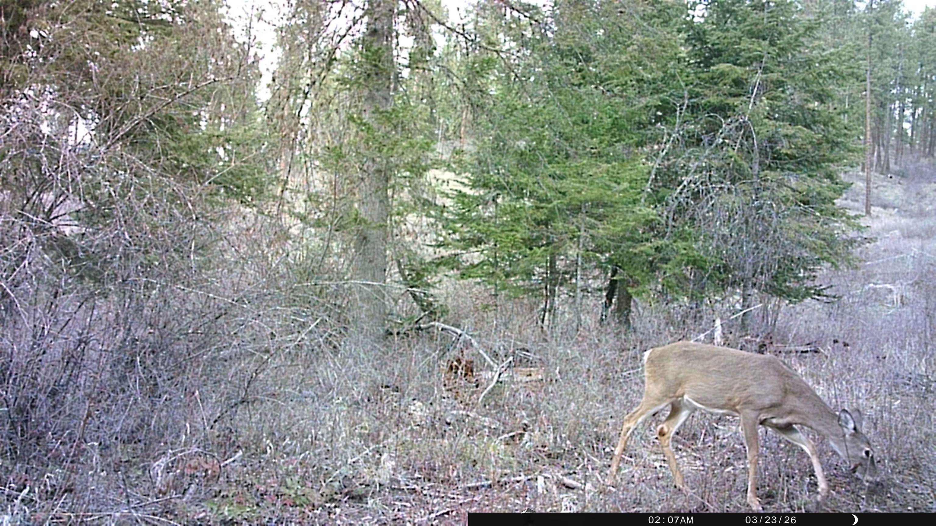 Nka Best Chance Road Usk, WA 99180 - Photo 37 of 40