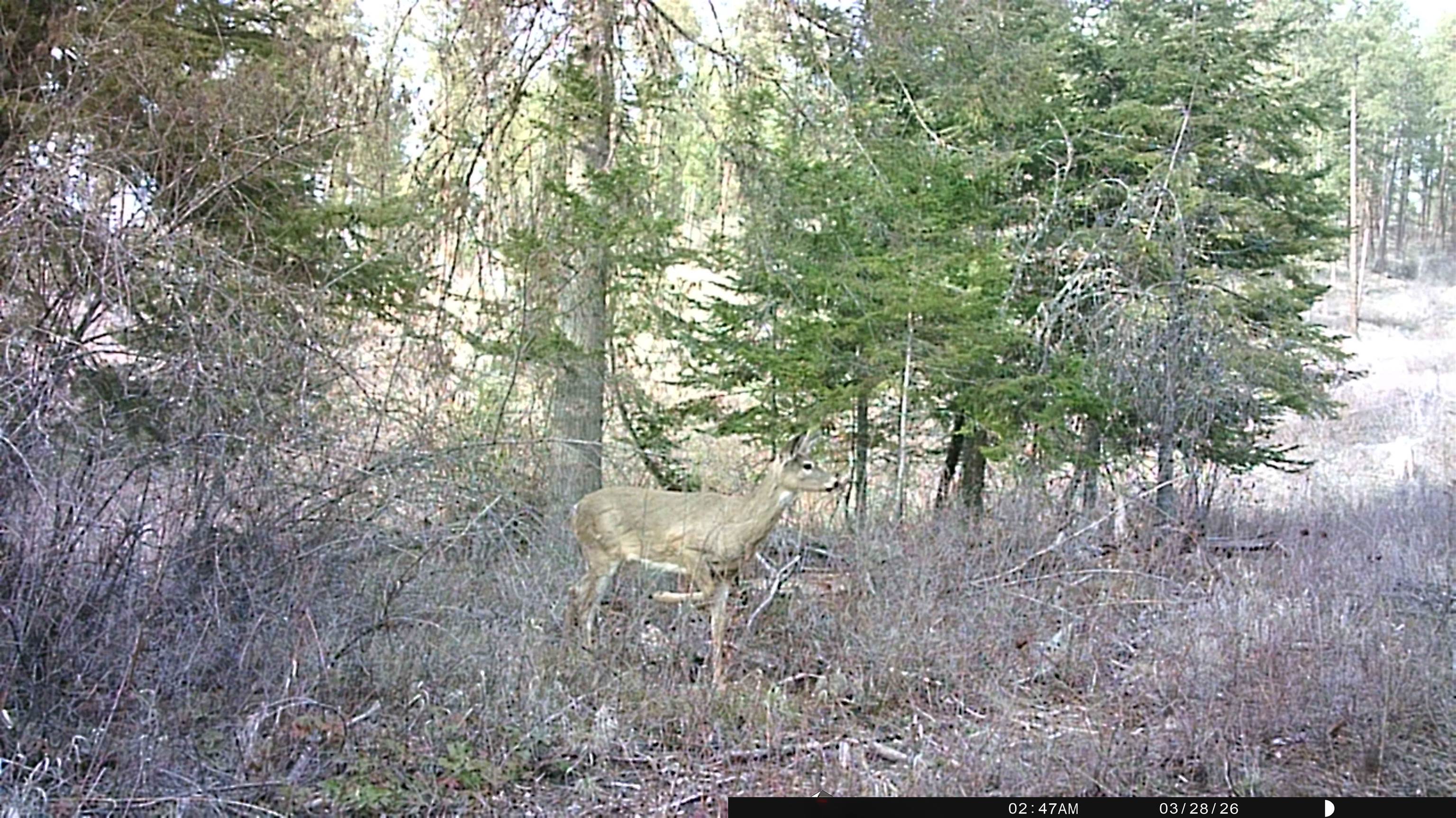 Nka Best Chance Road Usk, WA 99180 - Photo 38 of 40