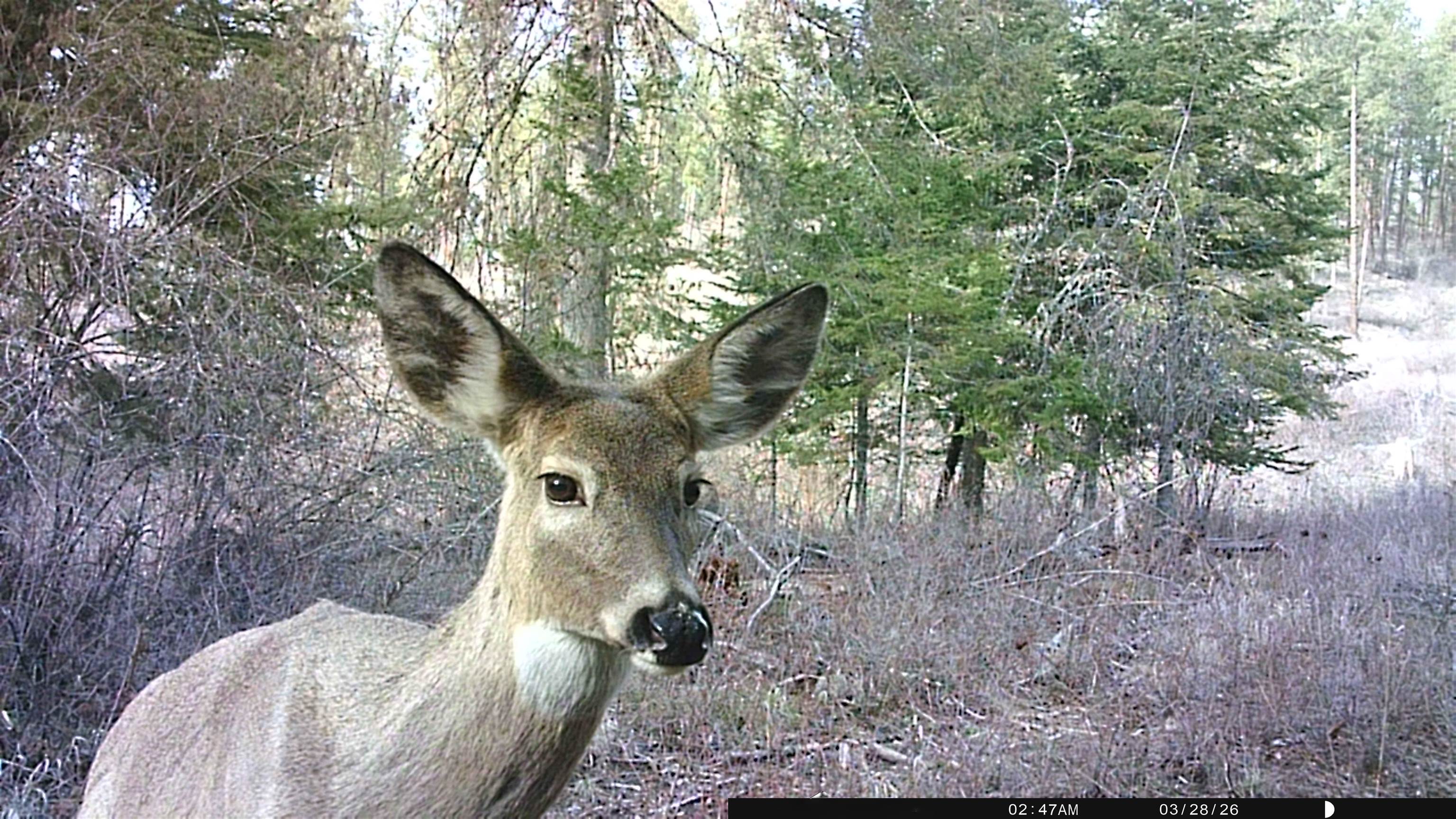 Nka Best Chance Road Usk, WA 99180 - Photo 39 of 40