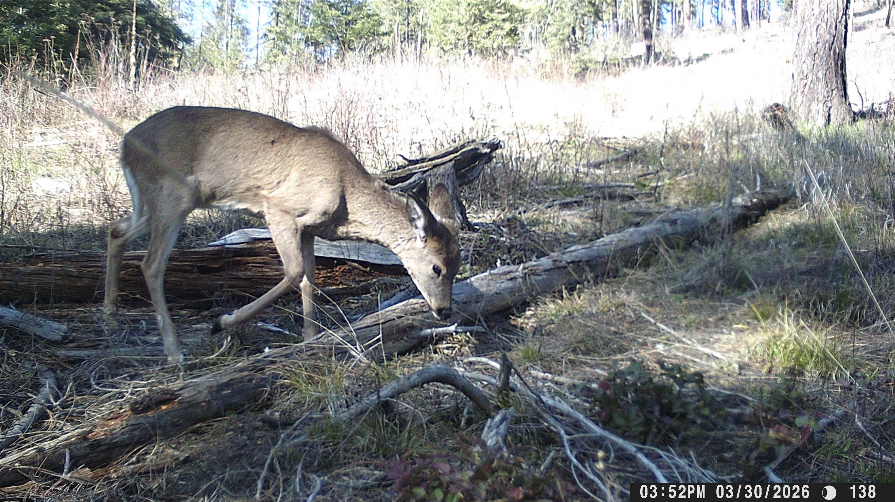 Nka Best Chance Road Usk, WA 99180 - Photo 40 of 40