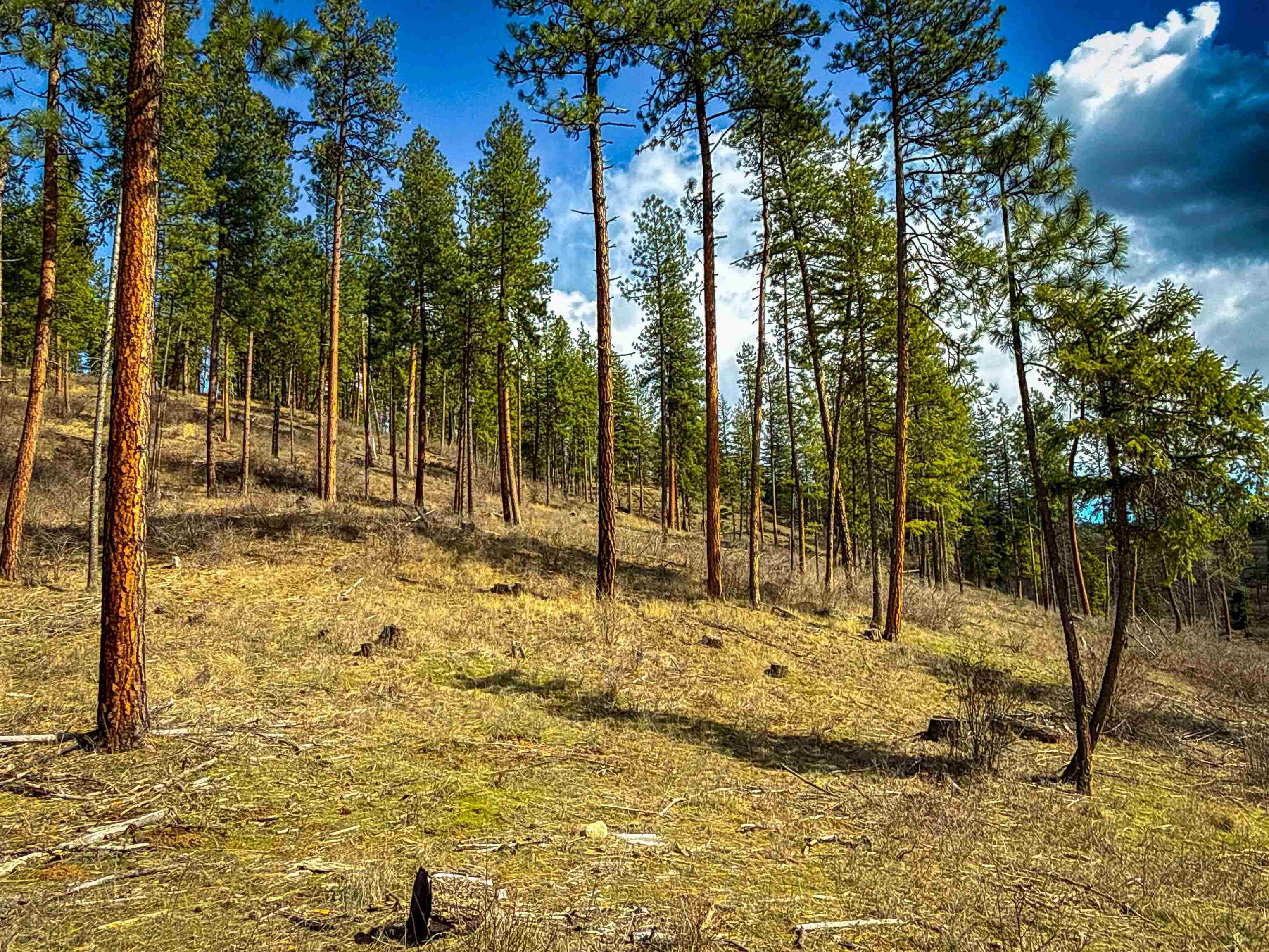 Nka Best Chance Road Usk, WA 99180 - Photo 7 of 40