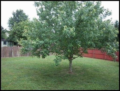 2827 Best Road Maryville, TN 37803 - Photo 29 of 34 Additional Photo