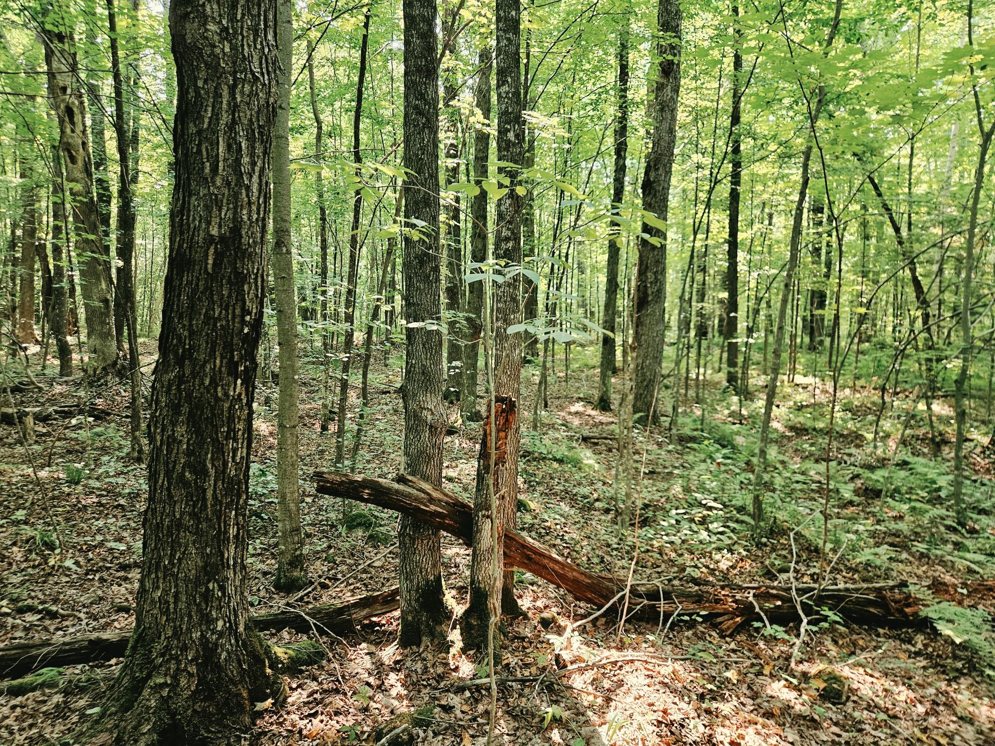 Off Johnson Avenue, Unit 80ACRES Brantwood, WI 54513 - Photo 2 of 19 Gallery Image 2