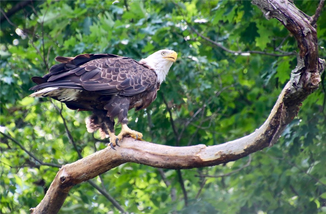 78 Hemlock Road Starkey, NY 14837 - Photo 43 of 45 Views Of Seneca Lake From Home