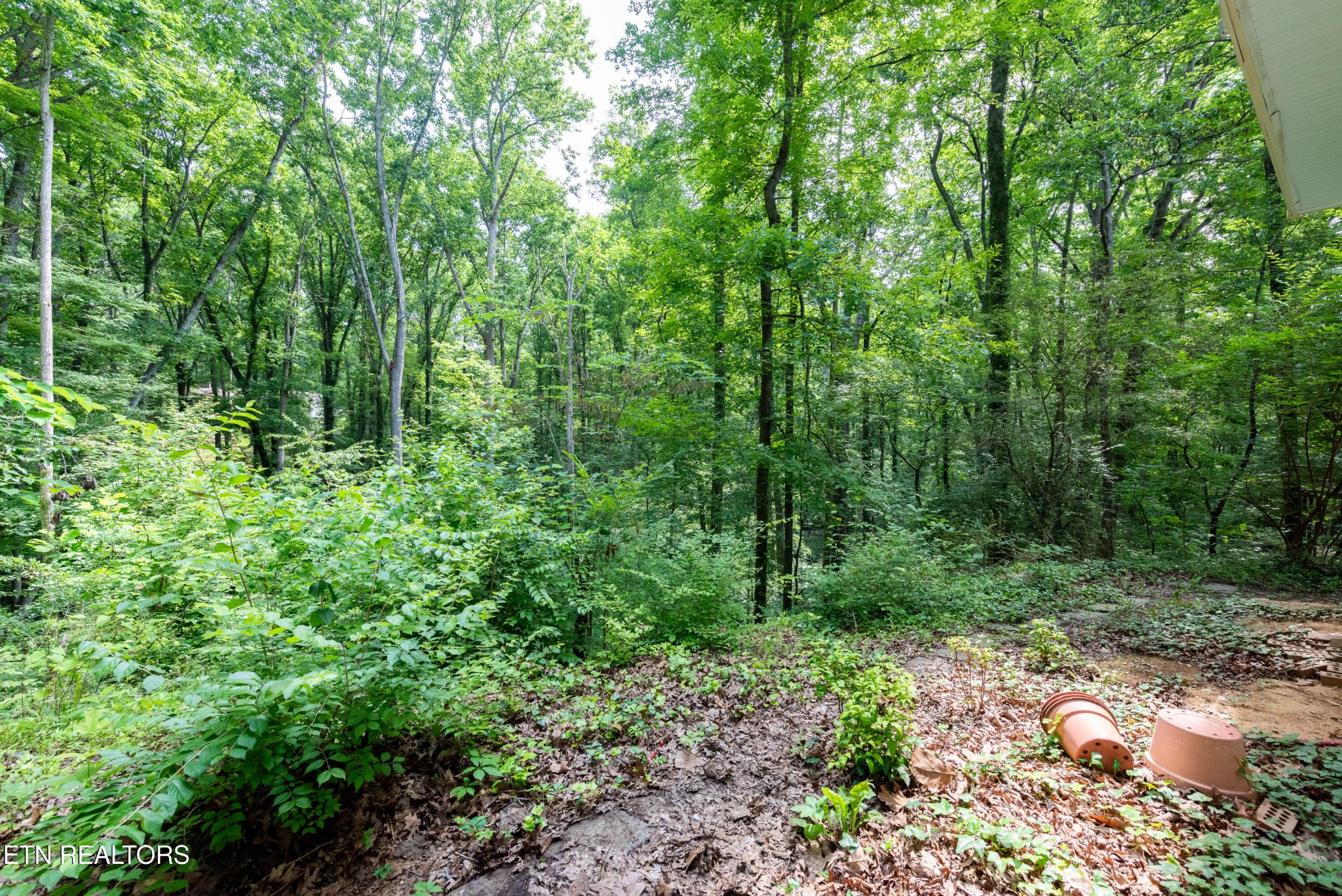 133 Windham Road Oak Ridge, TN 37830 - Photo 35 of 35 a view of a lush green forest