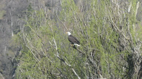 $3,500,000 | 9568 Blue Mountain Ranch Road, Whitmore, CA 96096