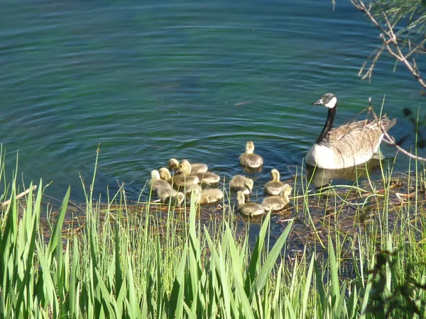 $3,500,000 | 9568 Blue Mountain Ranch Road, Whitmore, CA 96096