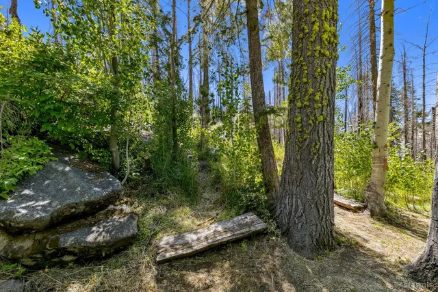 a view of a yard with plants and large trees