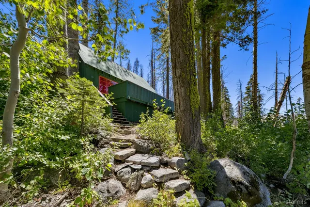 a view of a garden with plants and large trees