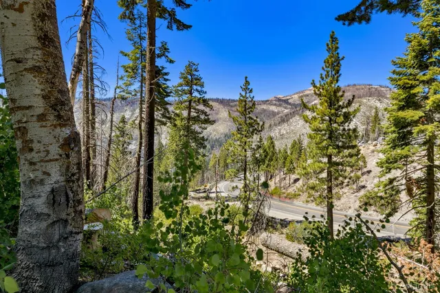 a view of a tree in a forest