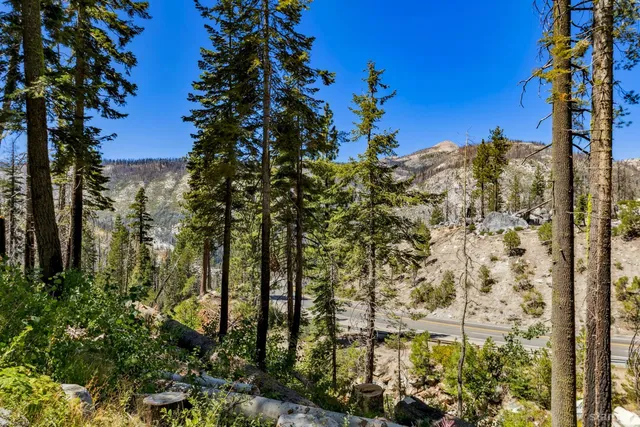 a view of a yard with plants and large trees