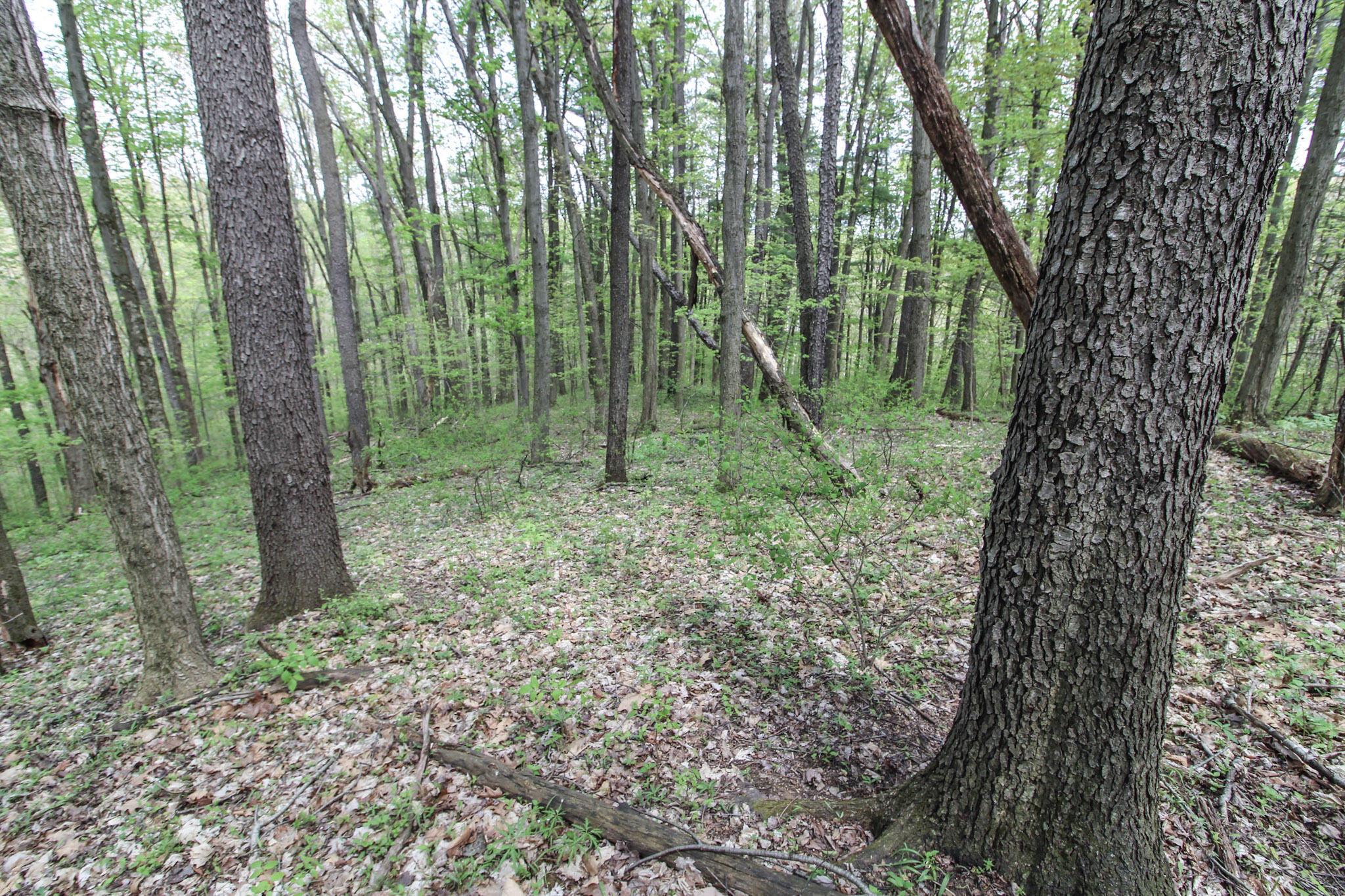 0 Norris Road Tippecanoe, OH 44699 - Photo 12 of 14 11-IMG_9725