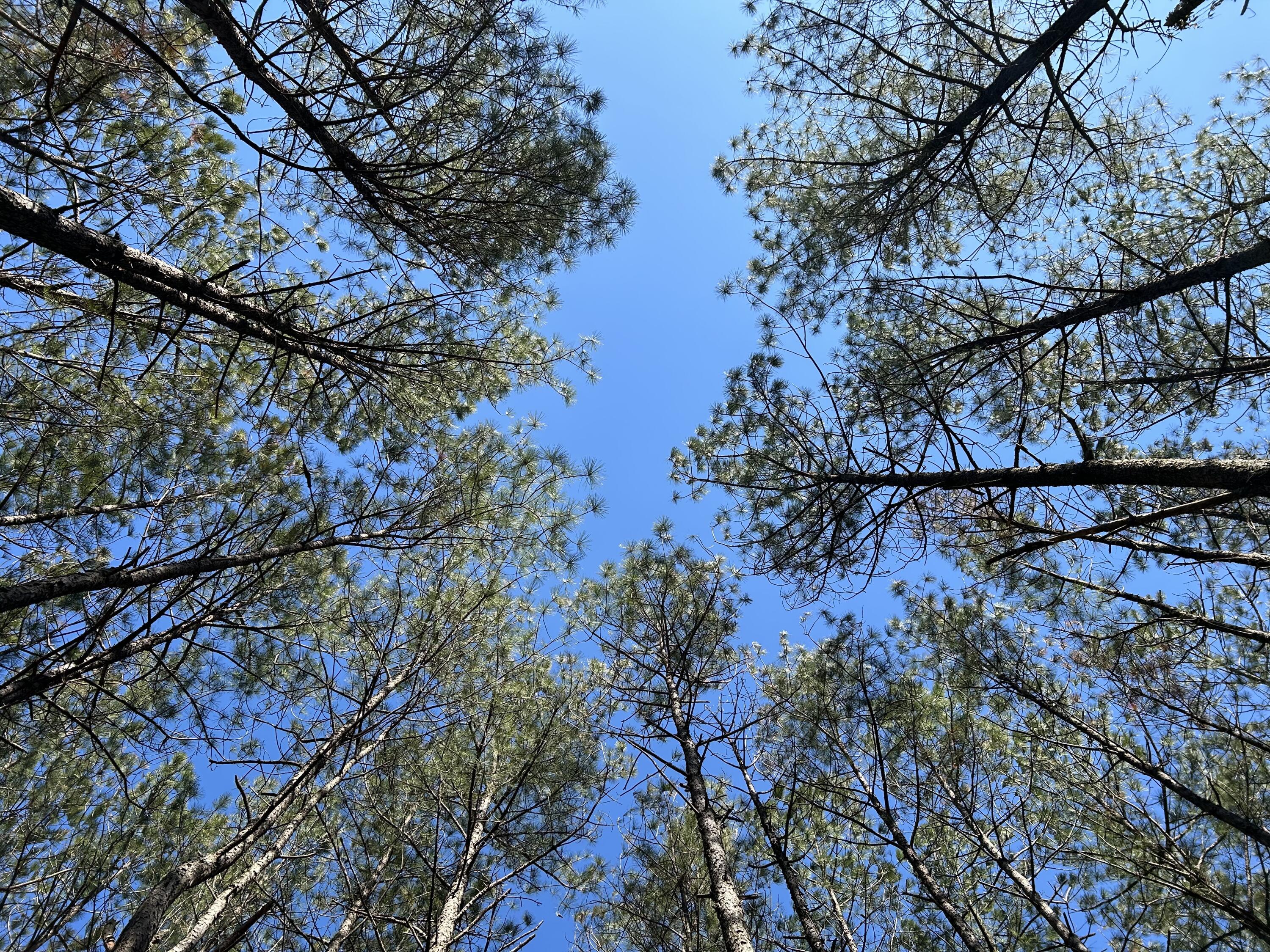 4210 Raulston Fls Road, Unit JF118 Jasper, TN 37347 - Photo 12 of 29 IMG_2018