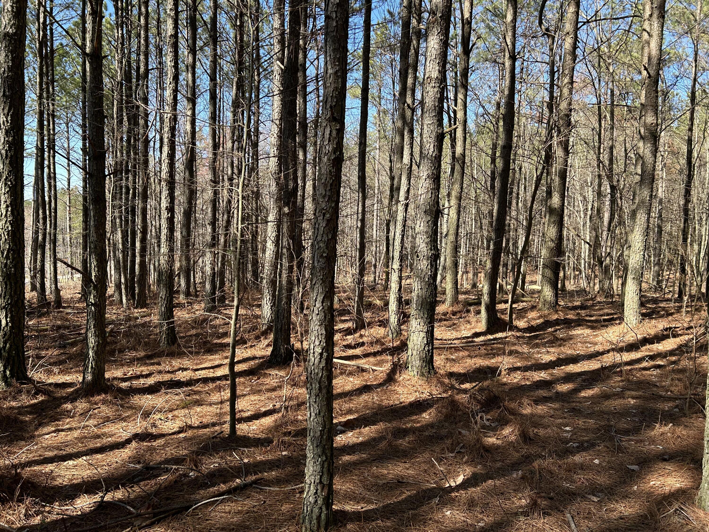 4210 Raulston Fls Road, Unit JF118 Jasper, TN 37347 - Photo 13 of 29 IMG_2017