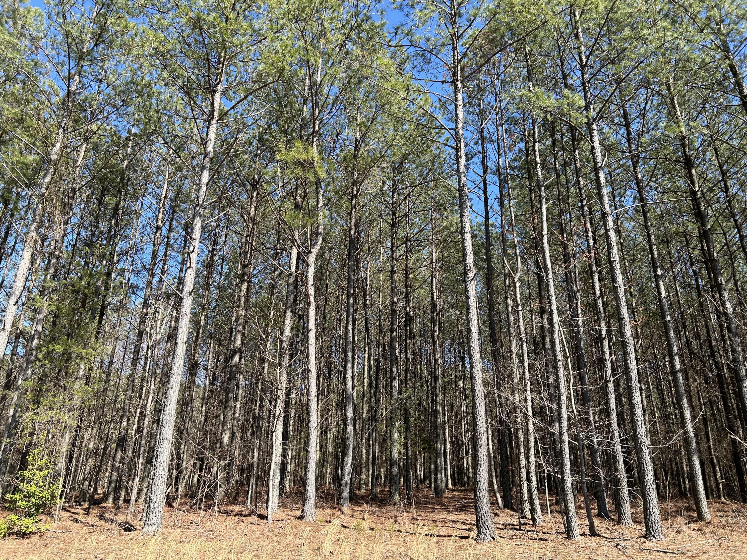 4210 Raulston Fls Road, Unit JF118 Jasper, TN 37347 - Photo 2 of 29 IMG_2010