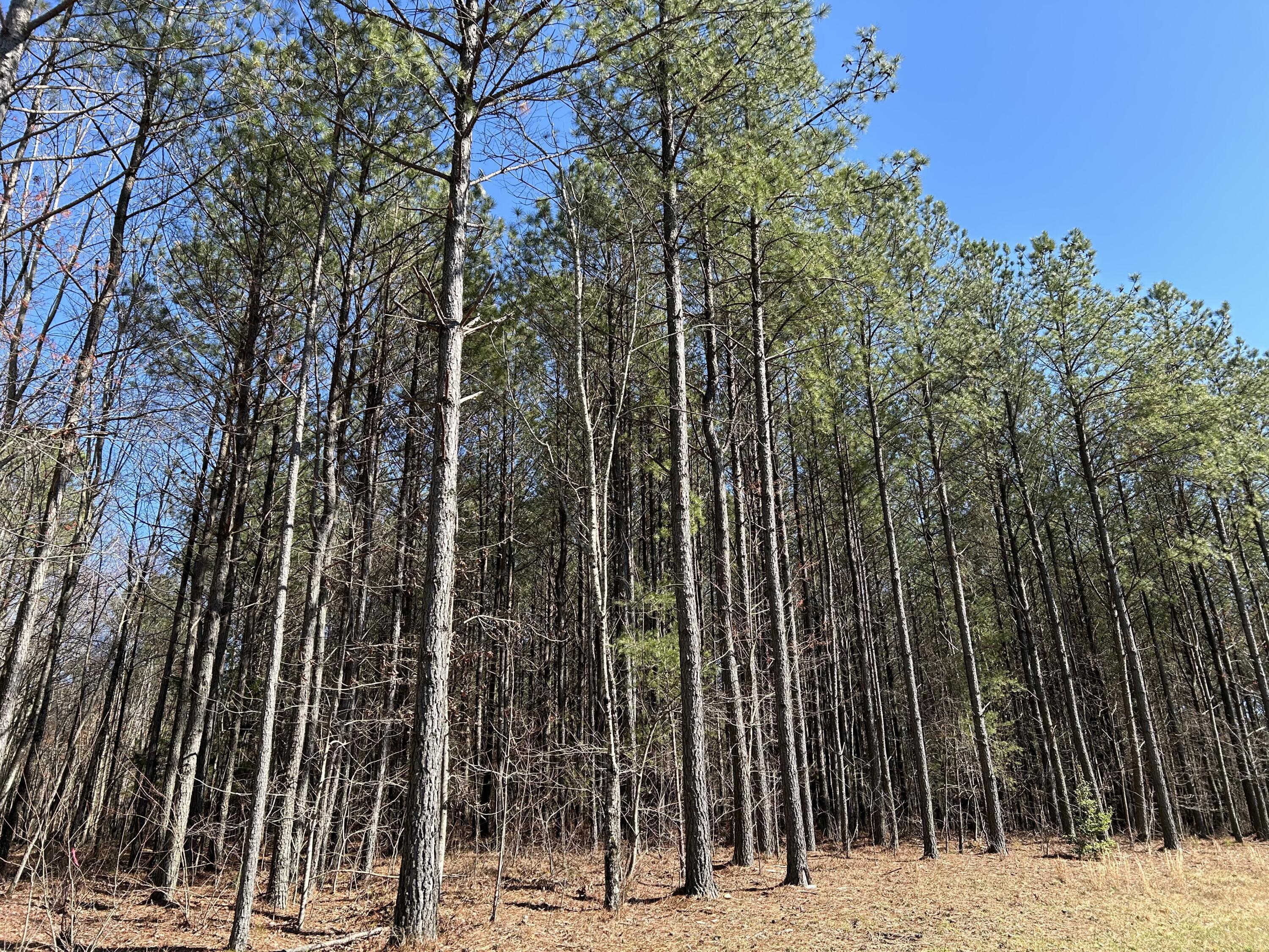 4210 Raulston Fls Road, Unit JF118 Jasper, TN 37347 - Photo 6 of 29 IMG_2011