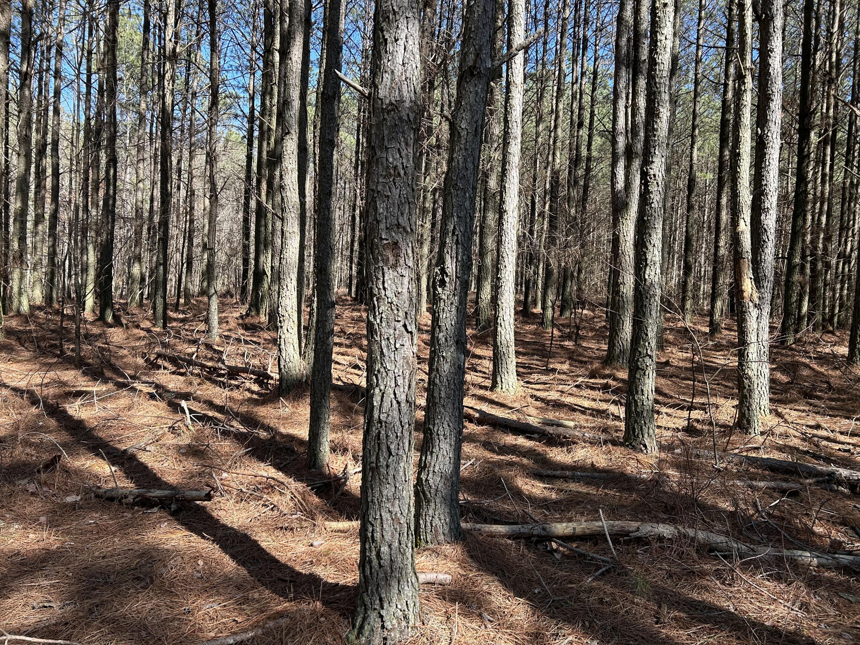 4210 Raulston Fls Road, Unit JF118 Jasper, TN 37347 - Photo 8 of 29 IMG_2016