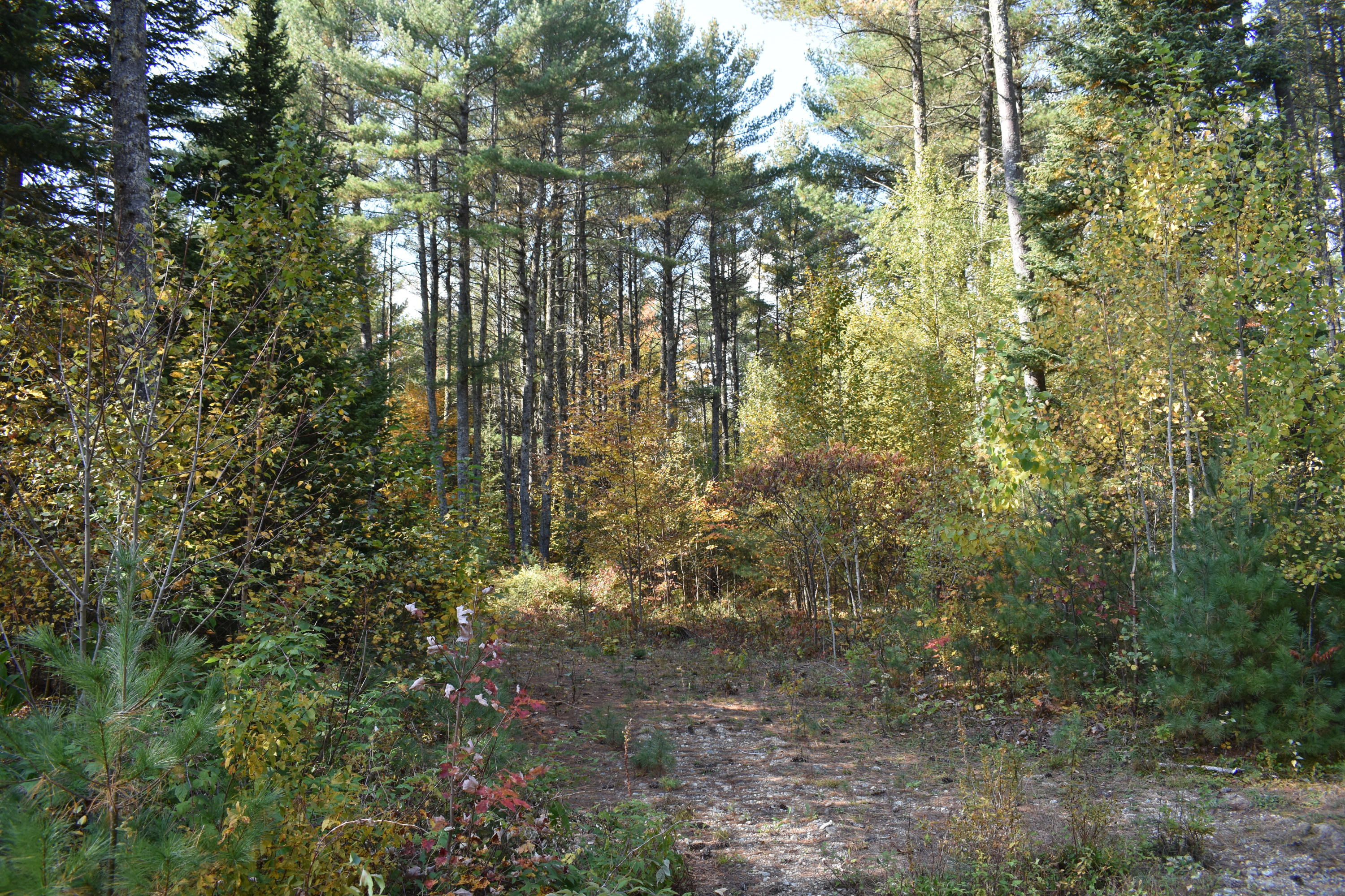 Lot 3 Cobblestone Farm Road Bethel, ME 04217 - Photo 5 of 5 DSC_0623