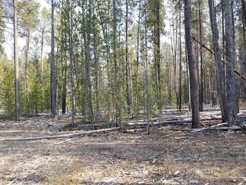 20-21 Gregg Loop Chiloquin, OR 97624 - Photo 2 of 9 175861102_1956432804530866_2485732559276