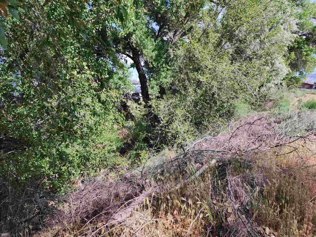 a view of a forest with a tree