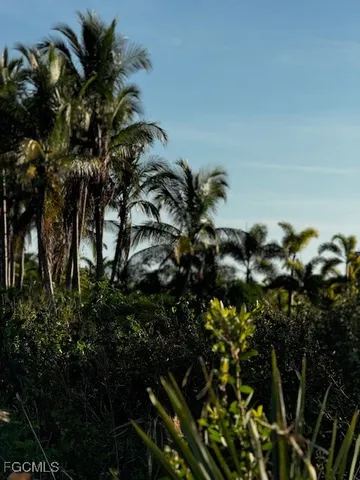 a view of a garden with plants