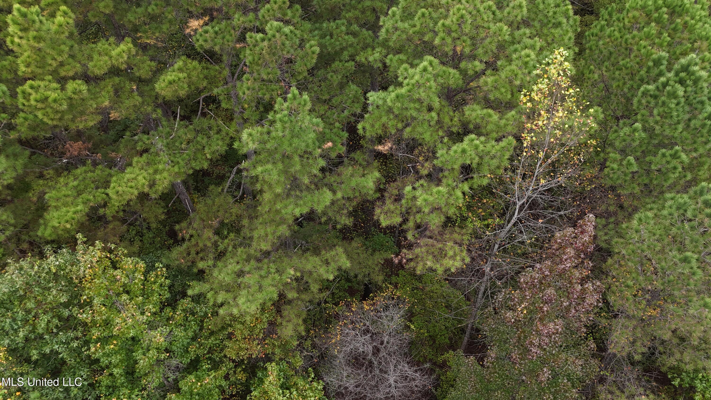 Callicut Rd Road Waterford, MS 38685 - Photo 10 of 15 Photo Oct 24 2025, 3 22 10 PM