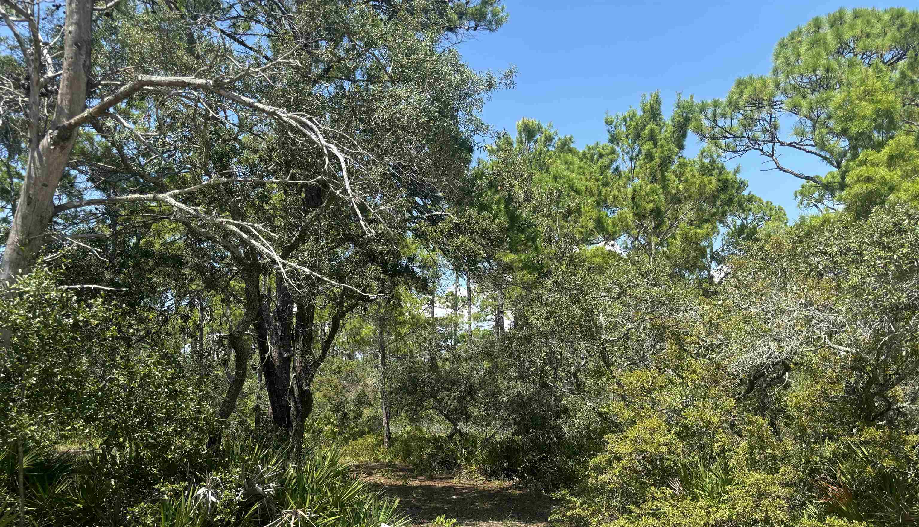 Lot 204 Fernway Road, Unit 1 Alligator Point, FL 32346 - Photo 2 of 4 Gallery Image 2