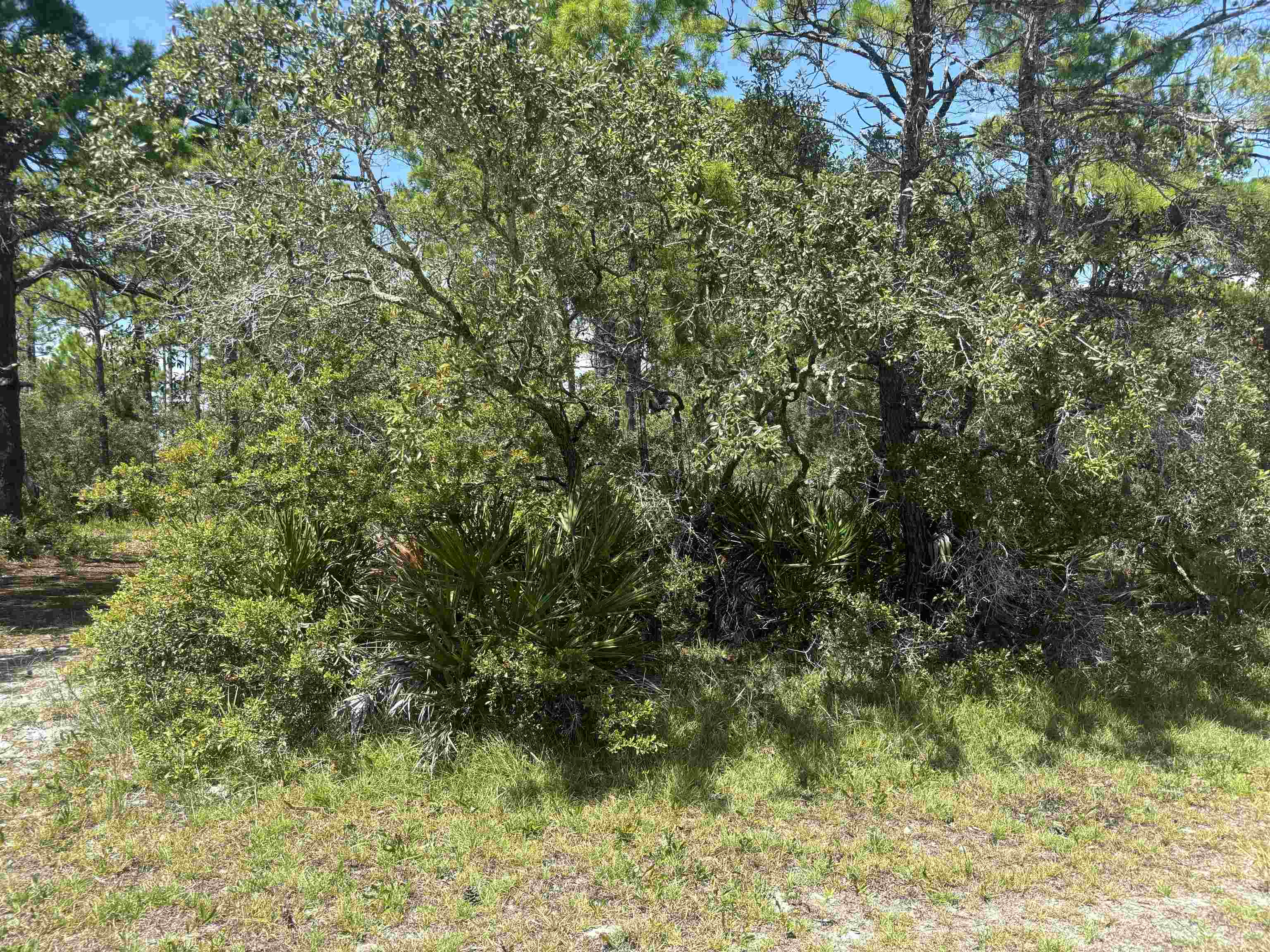 Lot 204 Fernway Road, Unit 1 Alligator Point, FL 32346 - Photo 4 of 4 Gallery Image 4