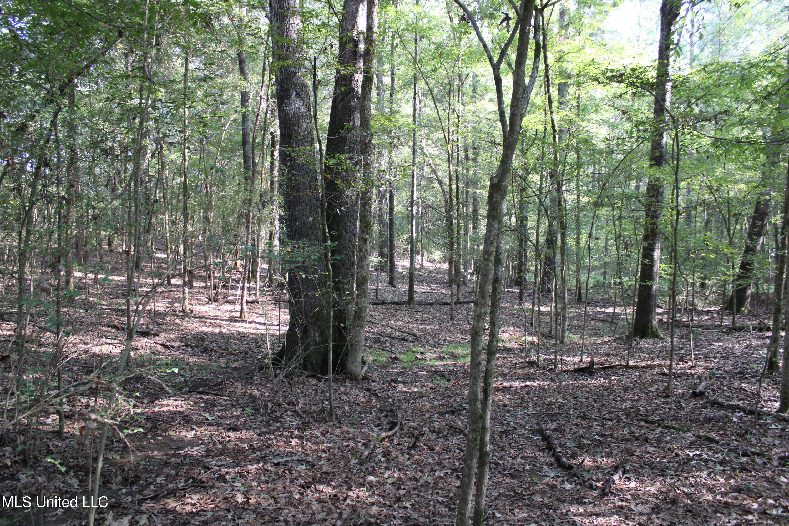 524 Davis Crossing Road Canton, MS 39046 - Photo 9 of 22 IMG_4964