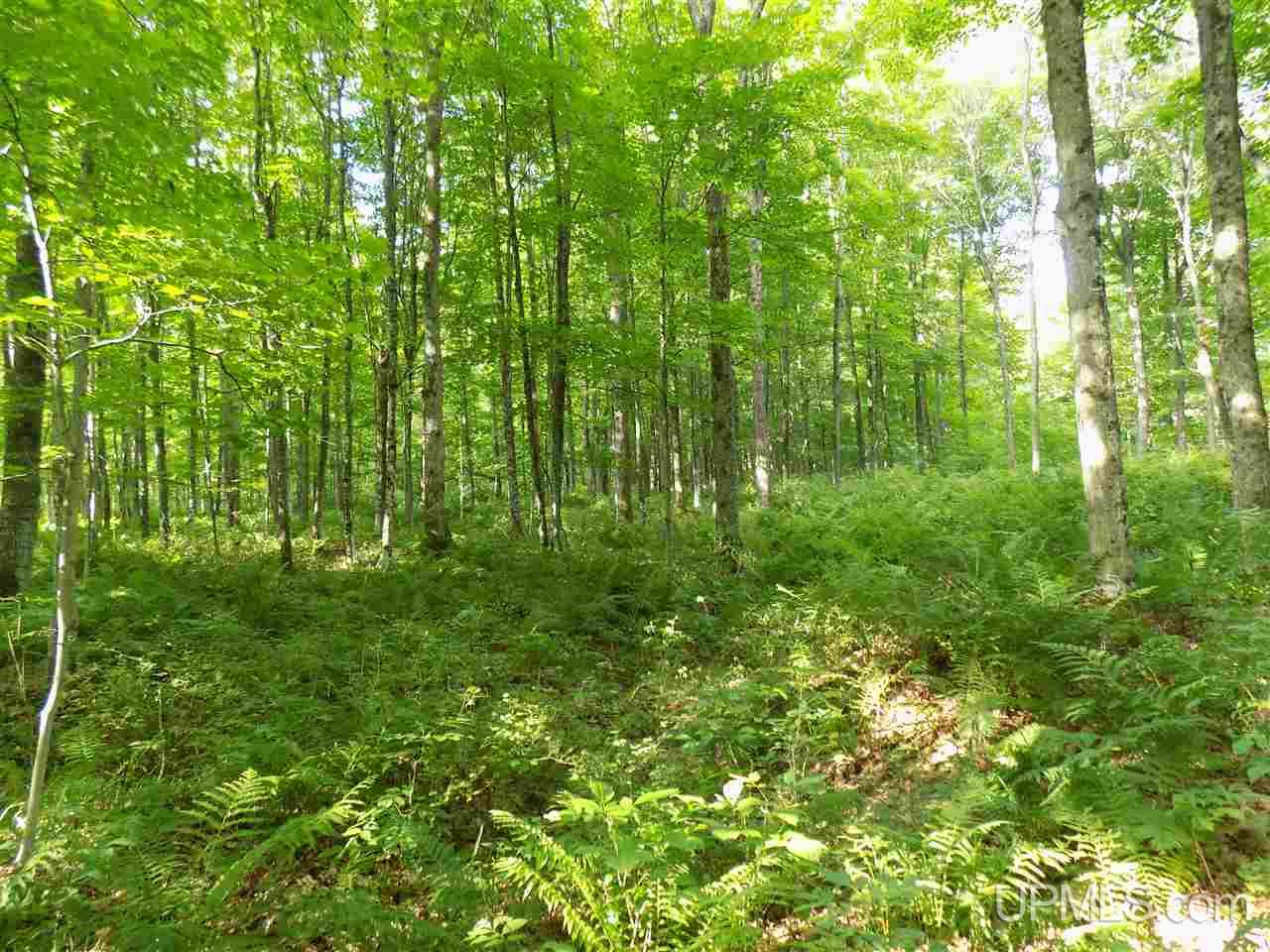 Tbd Barker Road Gulliver, MI 49840 - Photo 4 of 7 Gallery Image 4