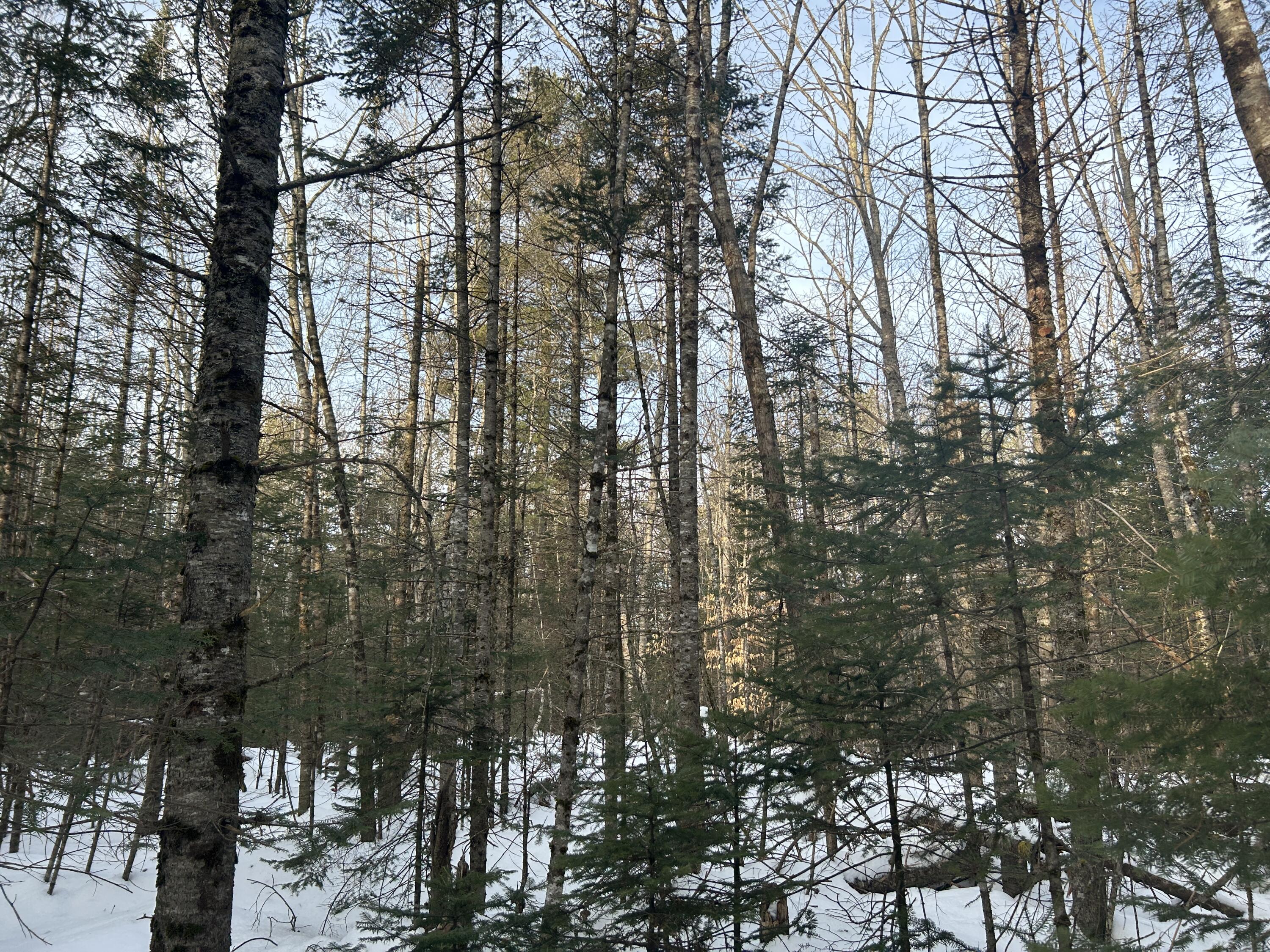 Lot 1 South Colby Road Somerville, ME 04348 - Photo 10 of 10 IMG_0492