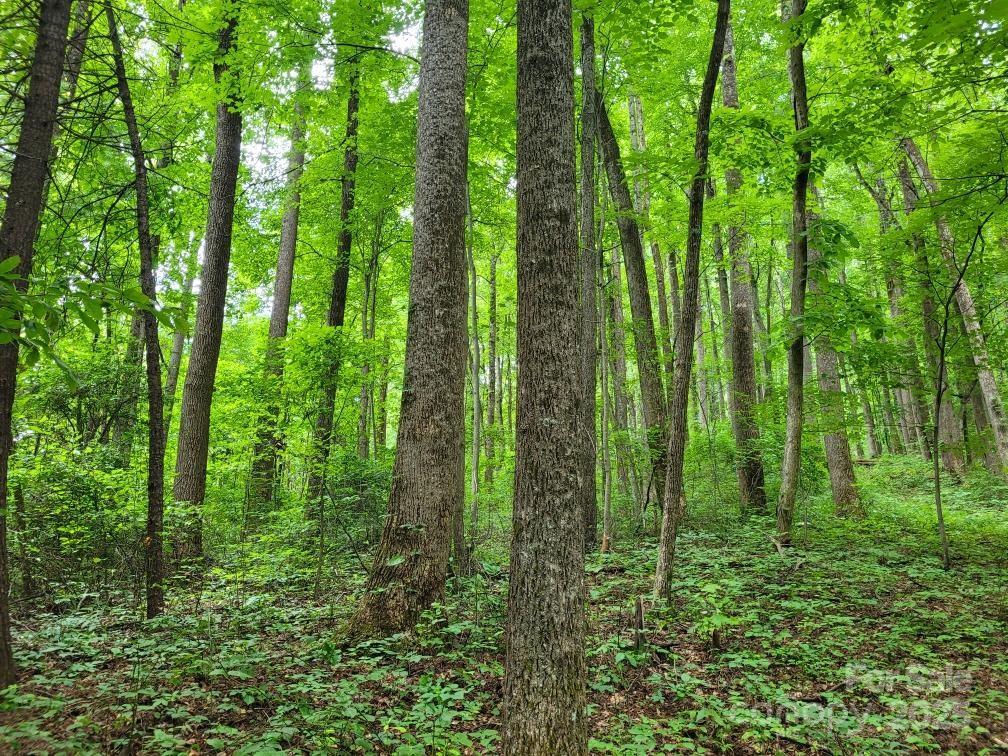 99999 Old Yellow Mountain Road Marion, NC 28752 - Photo 11 of 48 a view of outdoor space and trees