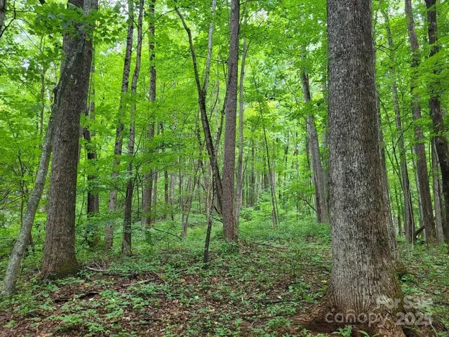 a large yard with lots of green space and trees