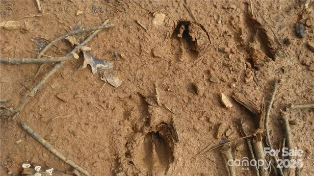 a view of outdoor space and a yard