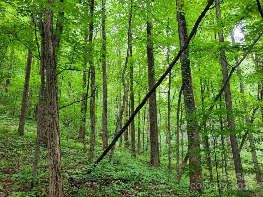 99999 Old Yellow Mountain Road Marion, NC 28752 - Photo 15 of 48 a large yard with lots of green space and trees