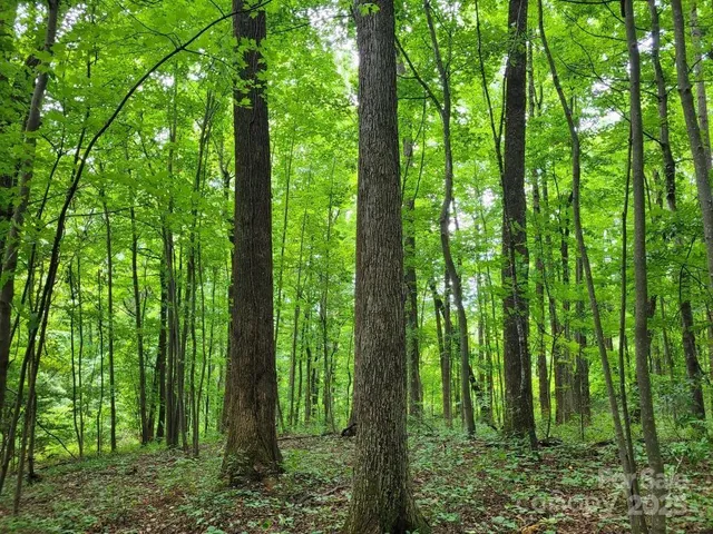 a view of a green field with a tree in the background