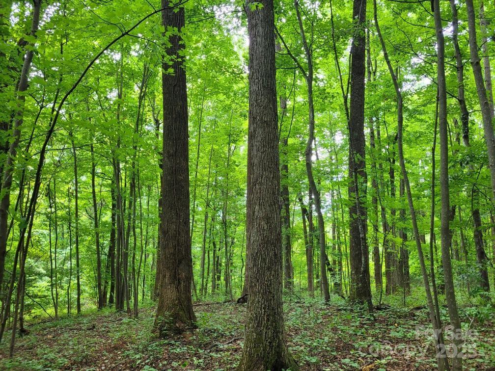 99999 Old Yellow Mountain Road Marion, NC 28752 - Photo 19 of 48 a view of outdoor green trees