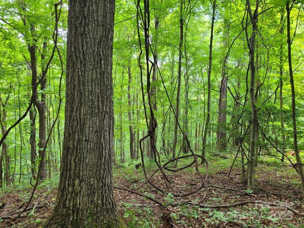 99999 Old Yellow Mountain Road Marion, NC 28752 - Photo 20 of 48 a garden view