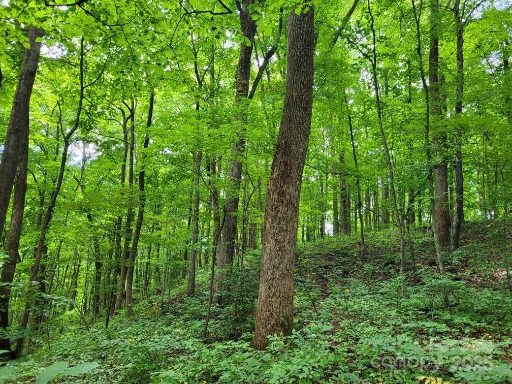 99999 Old Yellow Mountain Road Marion, NC 28752 - Photo 21 of 48 a view of a lush green forest