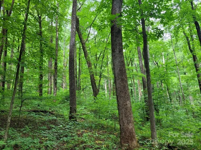 a plant that is in the ground